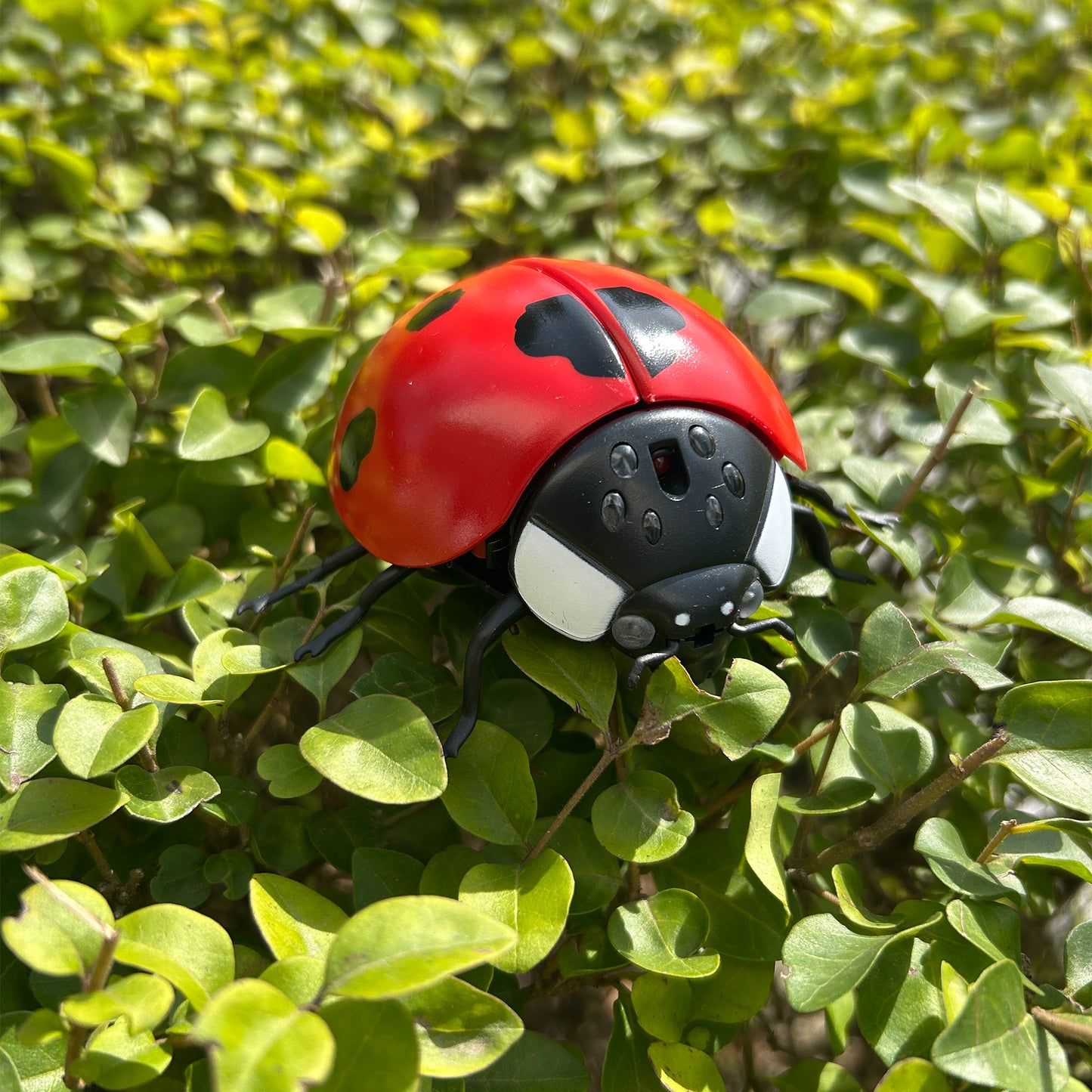 Remote Controlled Insects - LadyBug