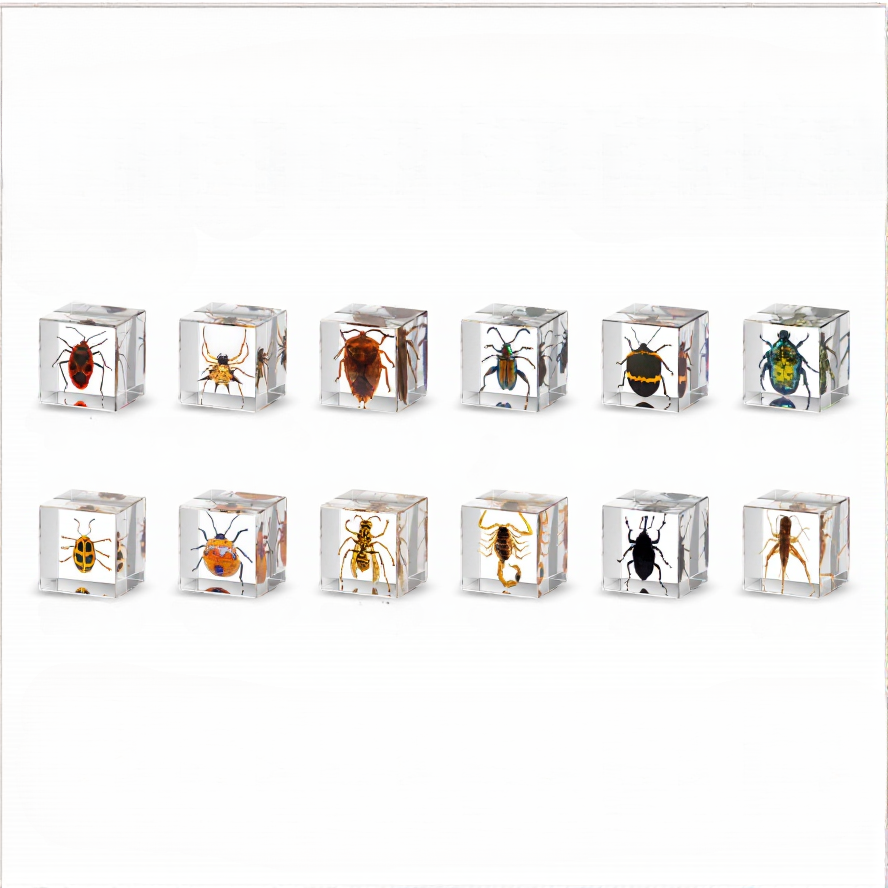 Insect Specimen Cube