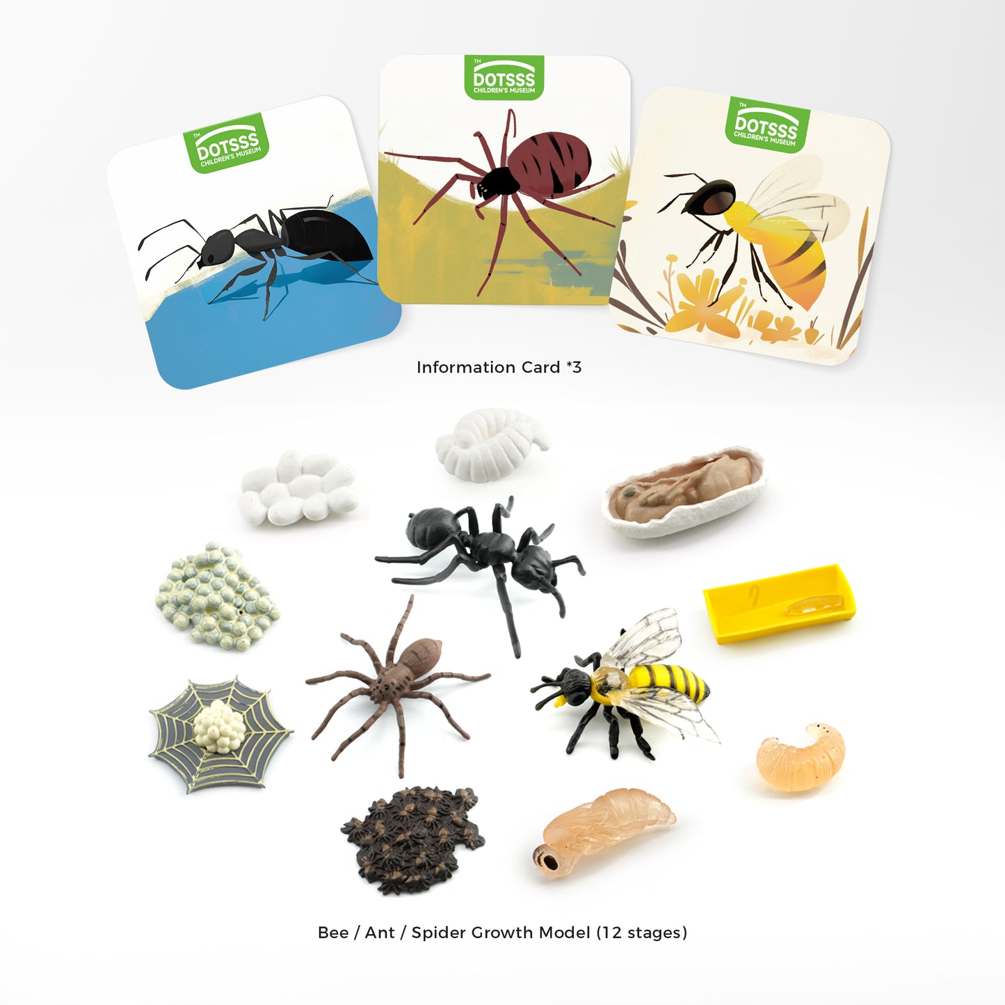 LIFE GROWTH - A. Home Crawlers (Spider, Ants, Bees)
