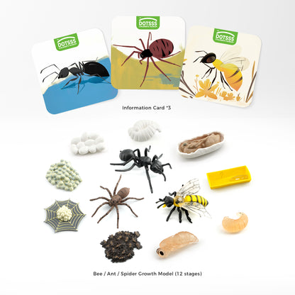 LIFE GROWTH - A. Home Crawlers (Spider, Ants, Bees)