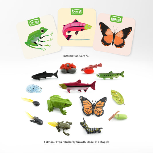 DOTSSS CHILDREN’S MUSEUM/DOTSSS  LIFE GROWTH - B. Water & Metamorphosis (Frog,  Salmon, Butterfly)