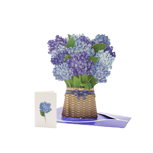 Nantucket Hydrangea