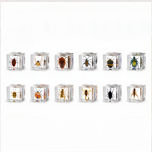 Insect Specimen Cube