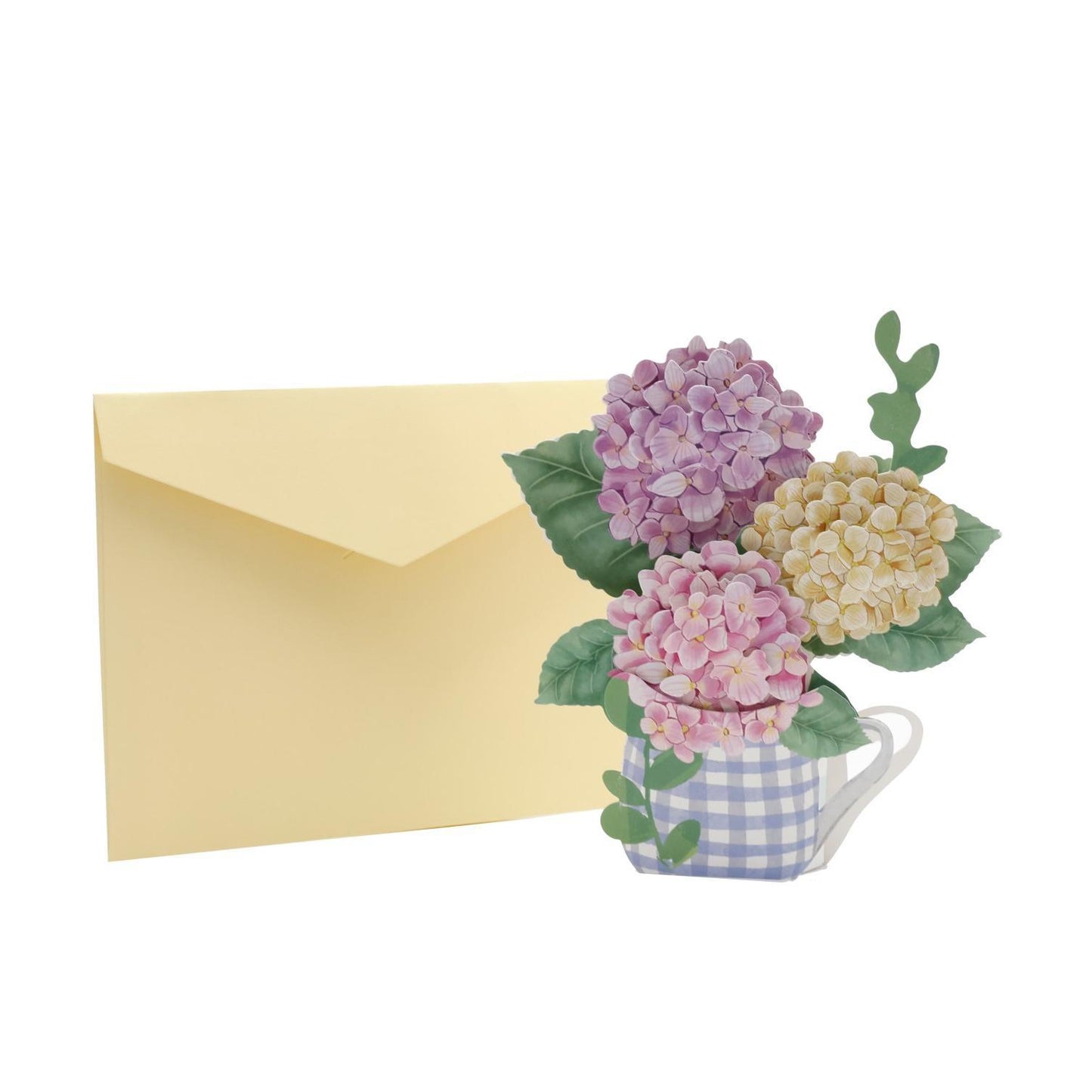 Hydrangea