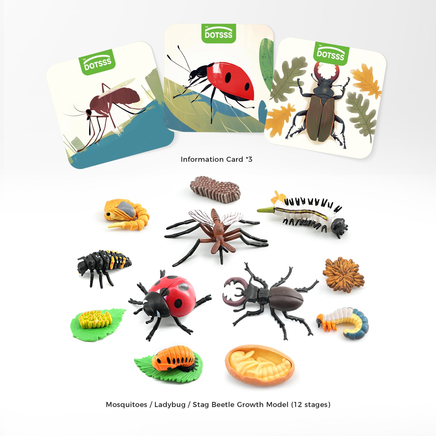 DOTSSS  LIFE GROWTH - C. Classic Insect Life Cycle (Mosquitoes, Ladybug, Stag Beetle)