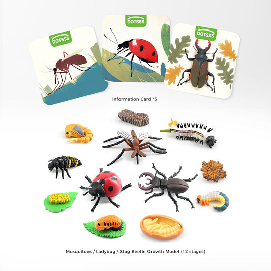 DOTSSS  LIFE GROWTH - C. Classic Insect Life Cycle (Mosquitoes, Ladybug, Stag Beetle)
